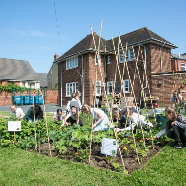 Children gardening as part of the Belfast Healthy Cities Project